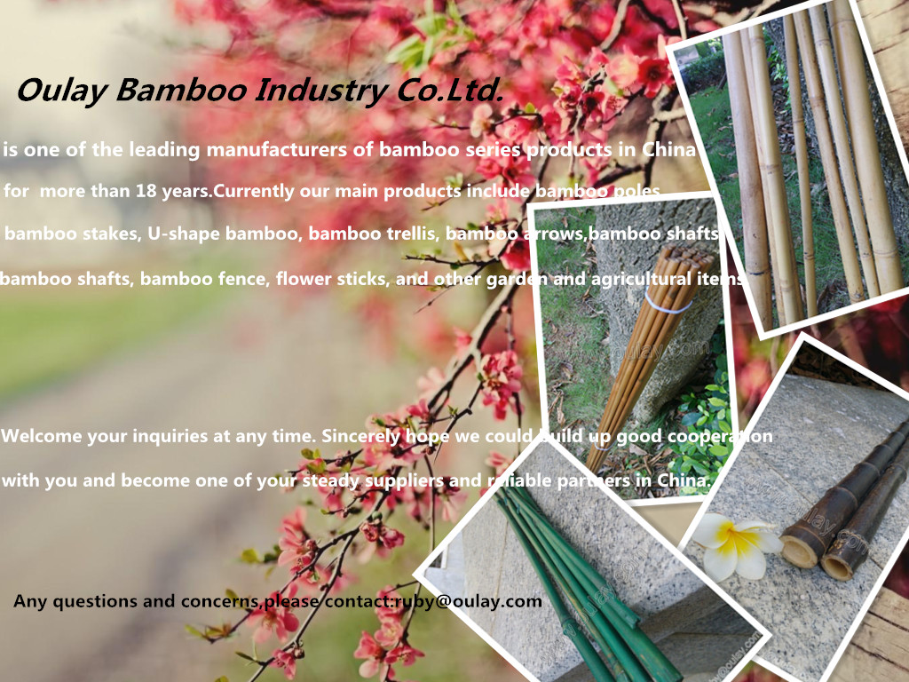 Tonkin bamboo canes at cheap price