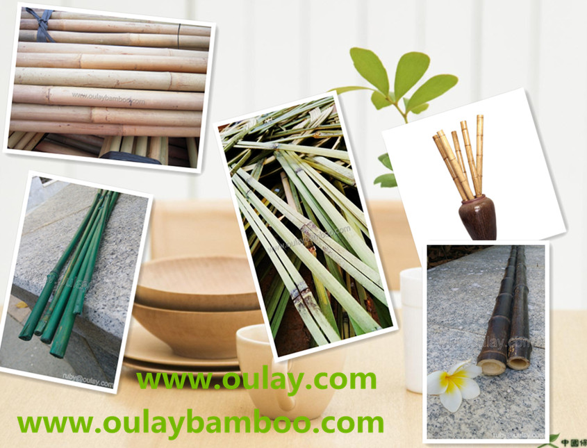 Bamboo nurseries bamboo poles/canes/trellis