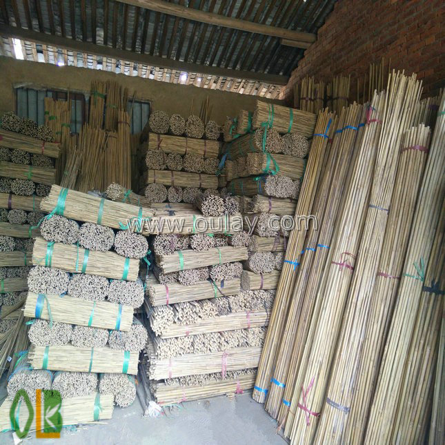 Oulay Bamboo Canes Wholesale