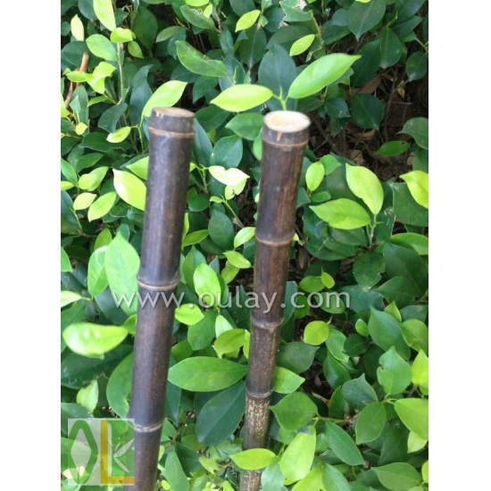 Dry bamboo poles