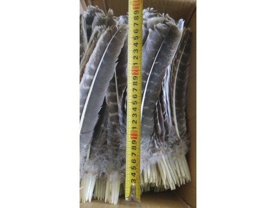 Long turkey feathers for bamboo arrows