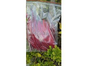 Real turkey feathers for arrows