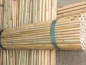 Nature Dry Straight Farming Bamboo Poles for sales