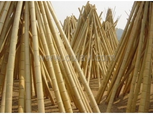 Strong Nature Yellow Dry Bamboo Stakes For Plants