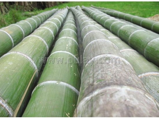Strong nature yellow dry bamboo stakes for plants