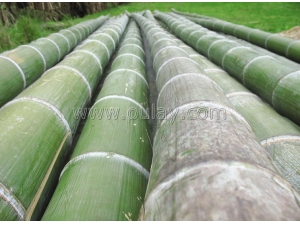 Strong nature yellow dry bamboo stakes for plants