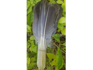 Beautiful goose feathers for archery arrows and decoration