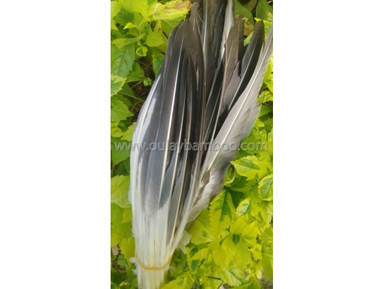 Beautiful goose feathers for archery arrows and decoration