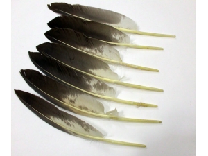 Beautiful goose feathers for archery arrows and decoration