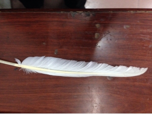 Beautiful goose feathers for archery arrows and decoration