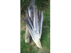 Beautiful goose feathers for archery arrows and decoration