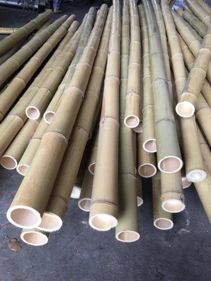Moso bamboo poles 10 foot 3 inch for building