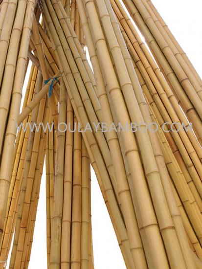 Dry natural bamboo poles for building
