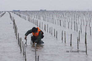 Reliable bamboo canes marks   for aquaculture Suppliers