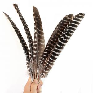 Long turkey feathers